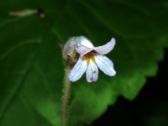 {Aphyllon uniflorum}